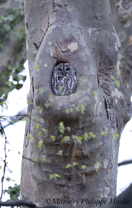 Chouette hulotte 4181_wm.jpg - Chouette hulotte, Tawny Owl, Strix aluco (Genève, Suisse, avril 2011)